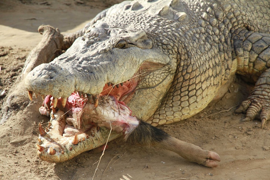 A crocodile eating a wild pig leg.