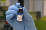 A person's hand with a blue glove on holding a brown bottle of BCG vaccine