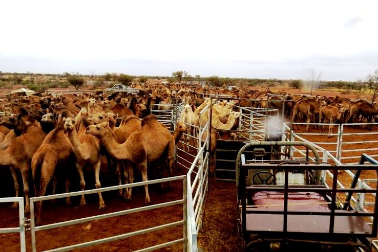 Camels waiting to be trucked