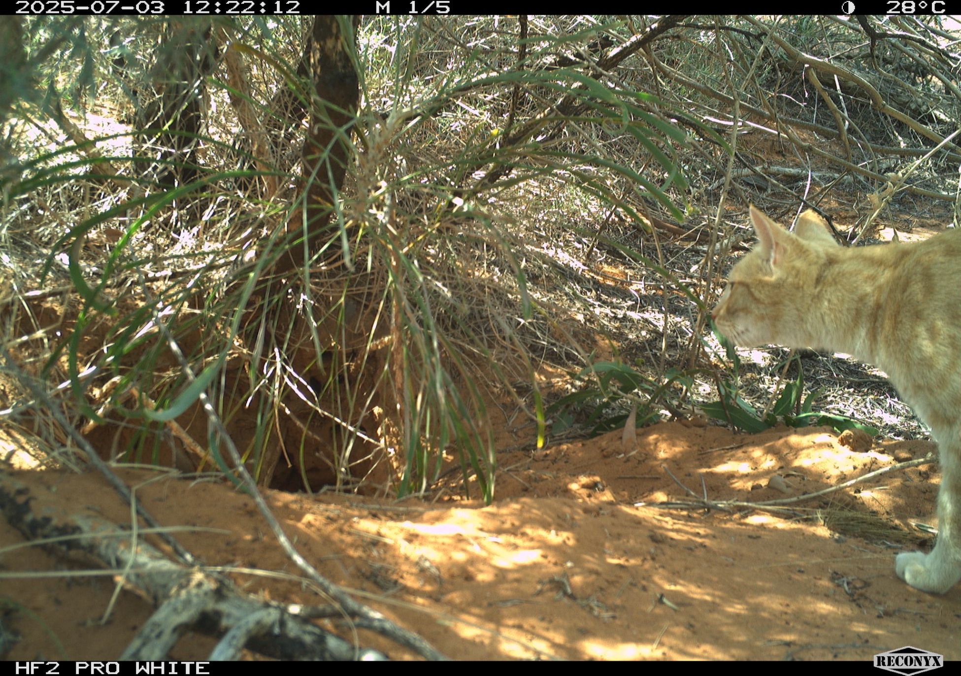 Orange cat standing outside enterance to bilby burrow.