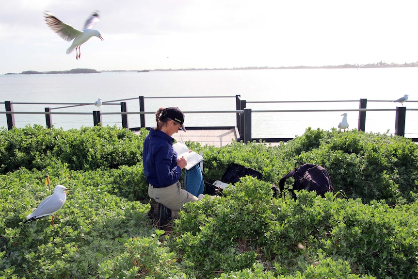 Dr Cannell crouches down in the penguin breeding ground as seagulls hover nearby.