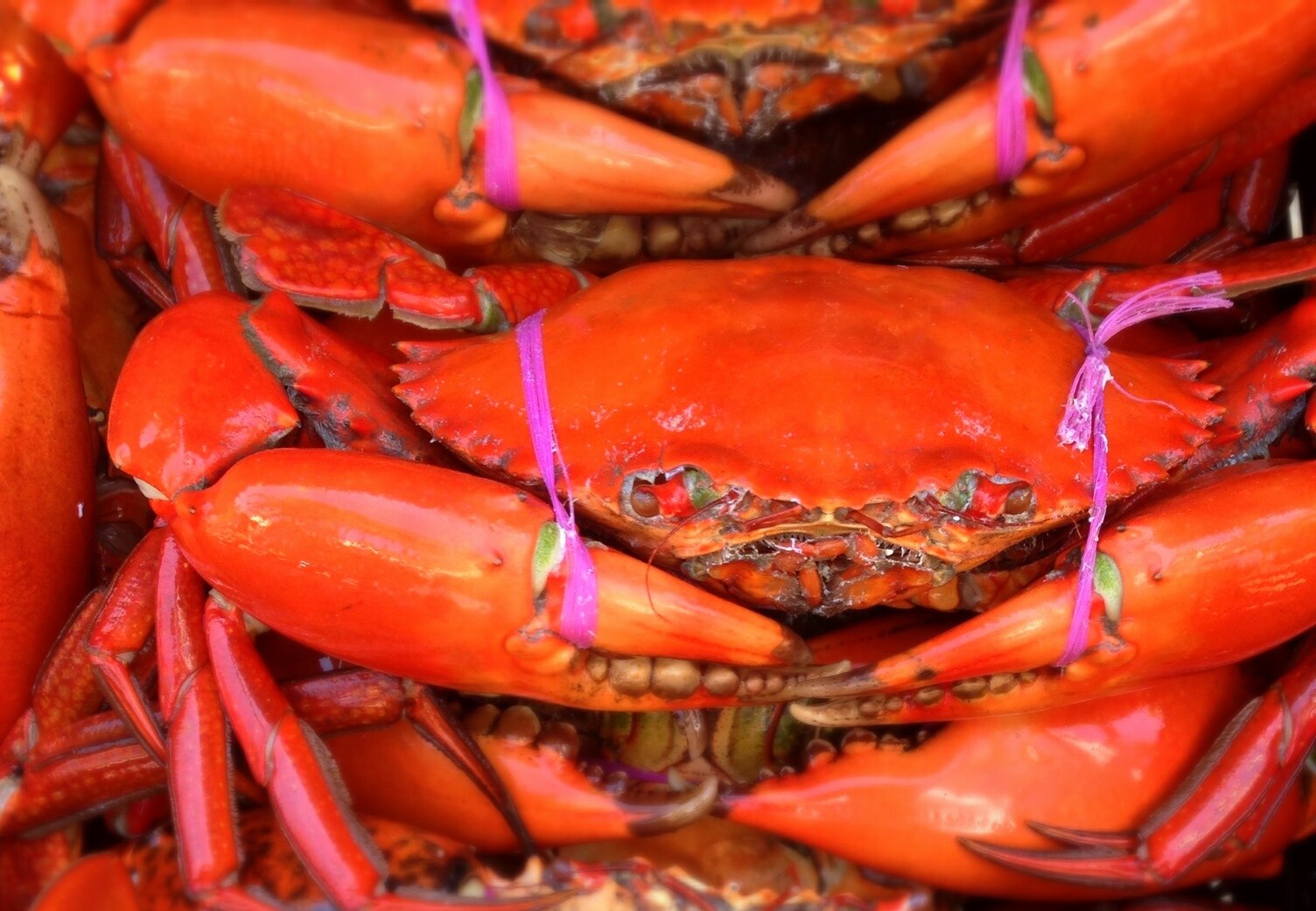 Close up of bright orange crabs with nippers and face, pink string tied around. 
