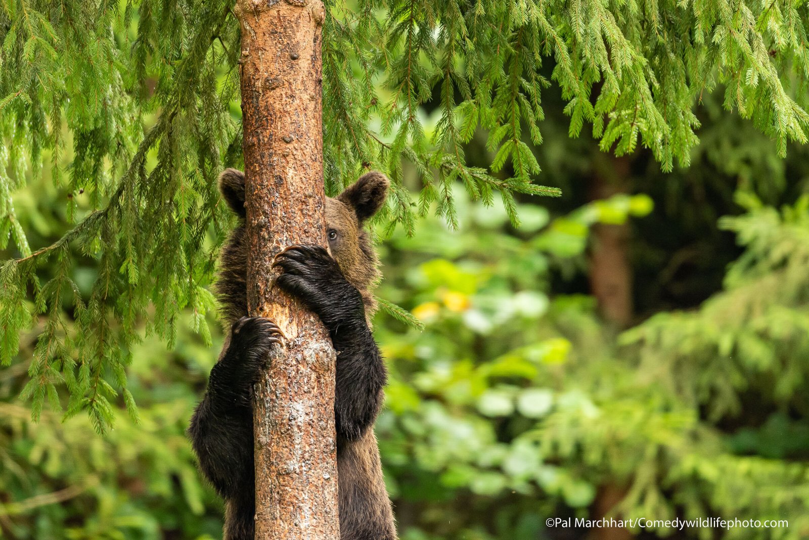 A brown bear appears to peek out from behind a tree.