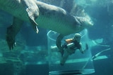 Chopper the saltwater crocodile takes a good look at Star Wars stormtrooper charity walker Scott Loxley