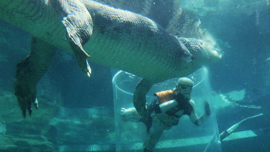 Chopper the saltwater crocodile takes a good look at Star Wars stormtrooper charity walker Scott Loxley