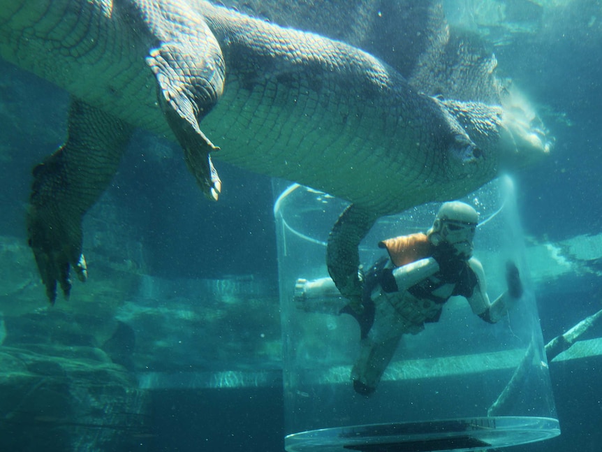 Chopper the saltwater crocodile takes a good look at Star Wars stormtrooper charity walker Scott Loxley