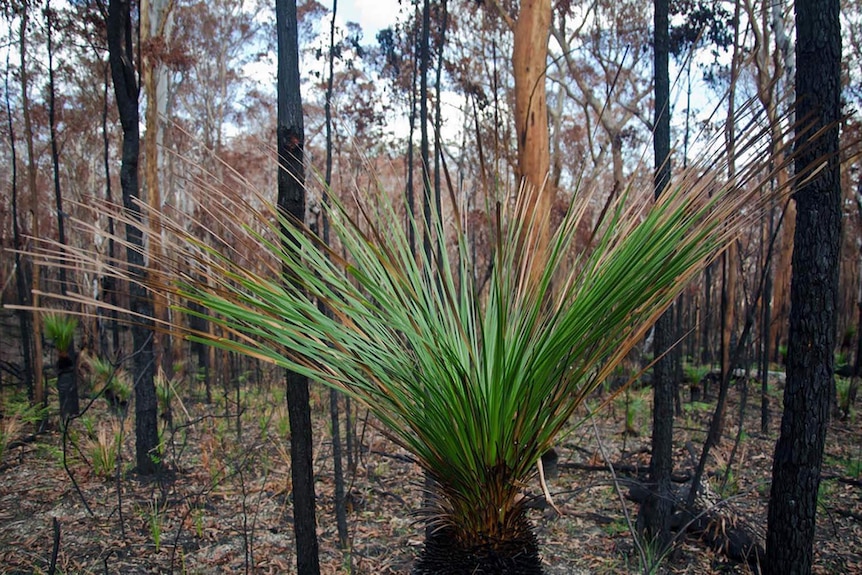 Grasstree