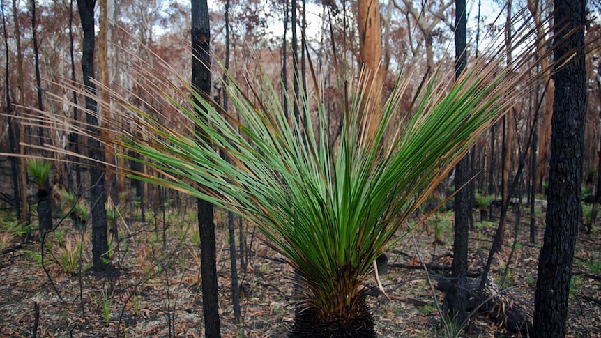 Grasstree