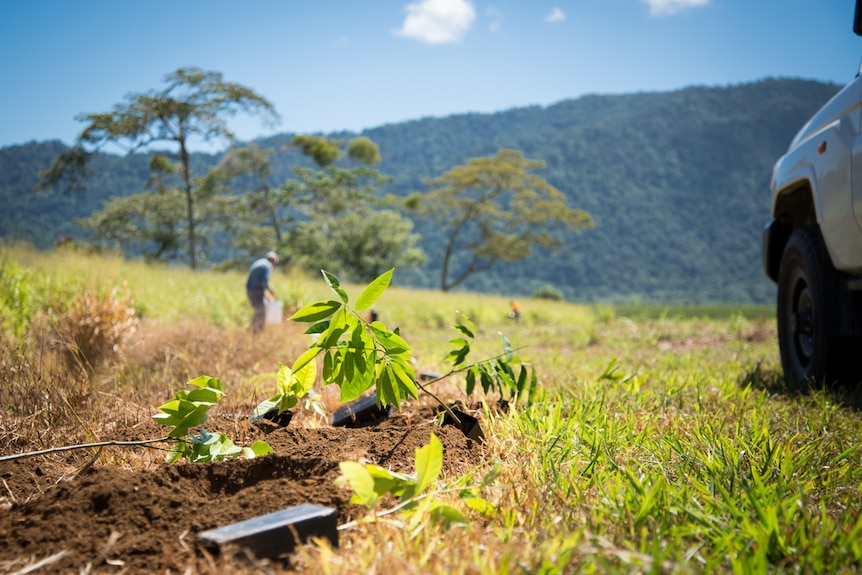 Sapling trees wait to be planted in patches of prepared soil next to a creek bank as people work in the distance.