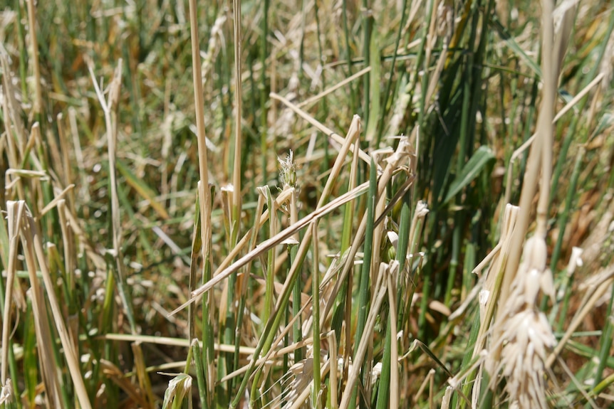 Wheat crop with broken stems.
