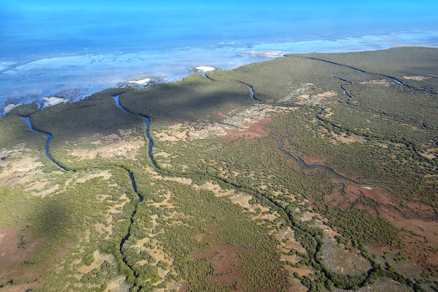 An aerial photograph of mangroves and saltmarsh with tributaries leading to the ocean.