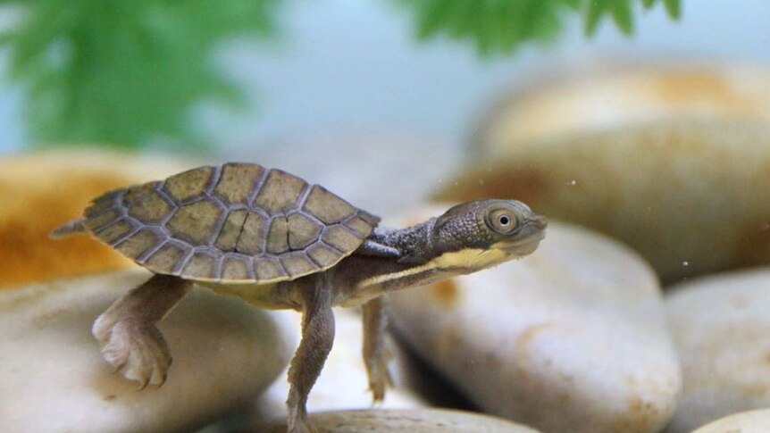 A baby turtle in a tank in a breeding program