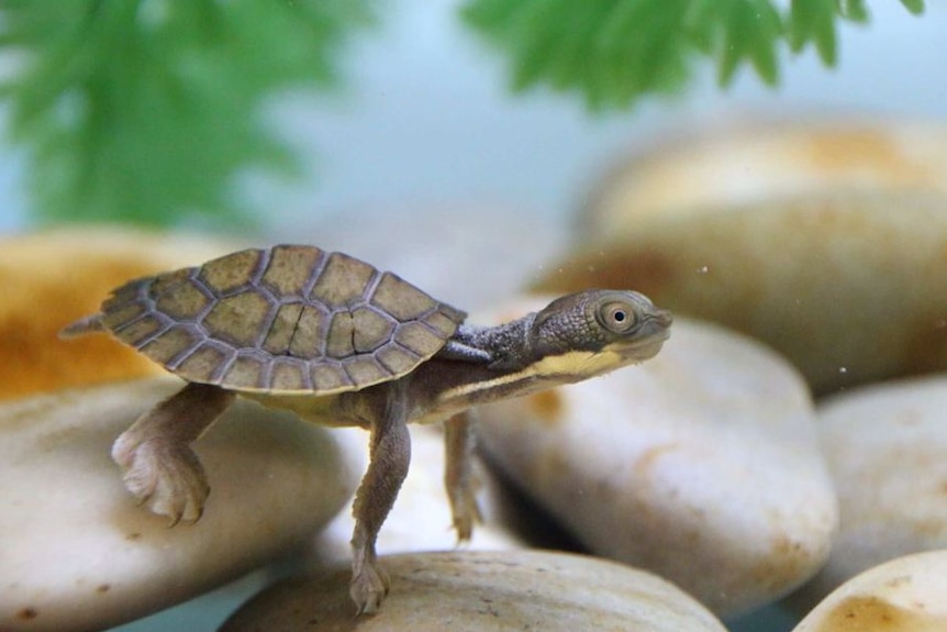 A baby turtle in a tank in a breeding program