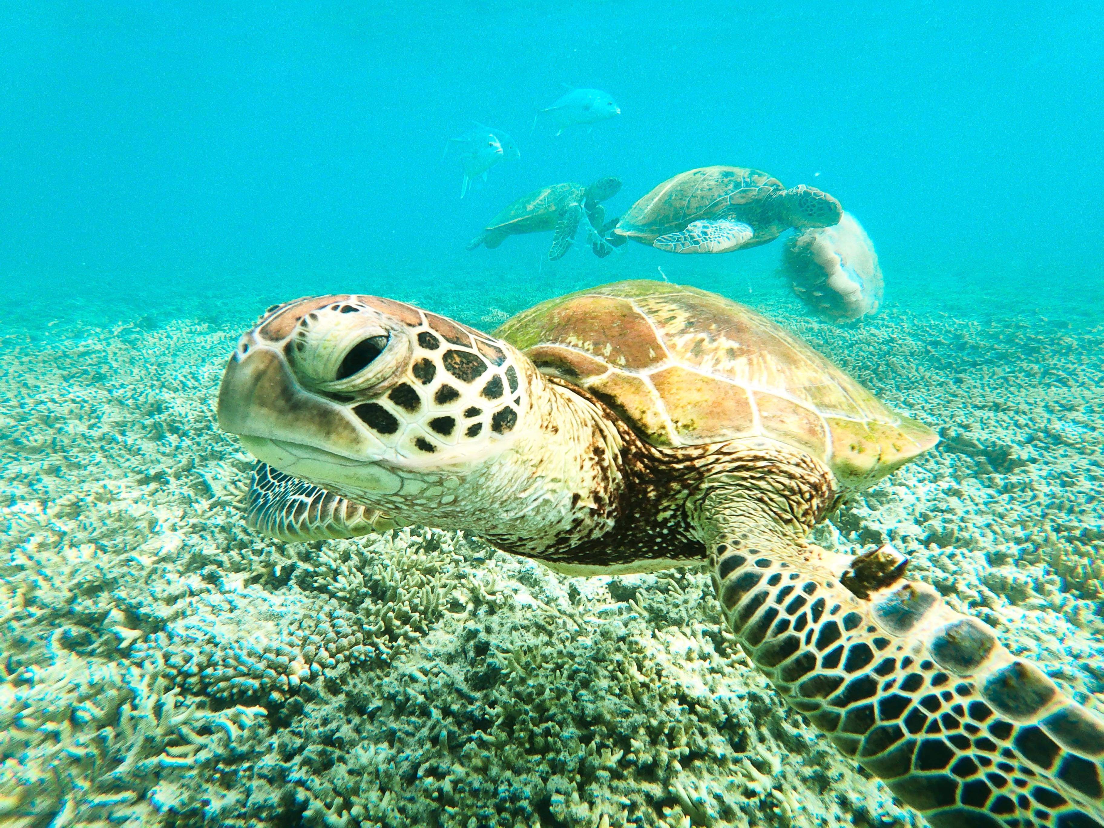 A close up of a green turtle face underwater