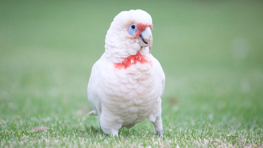 A white bird stares at you, with highlights of blush pink and blue skin around the eye. It looks like it's smirking.