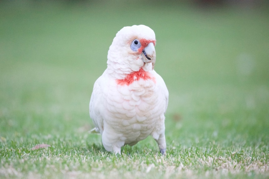 A white bird stares at you, with highlights of blush pink and blue skin around the eye. It looks like it's smirking.