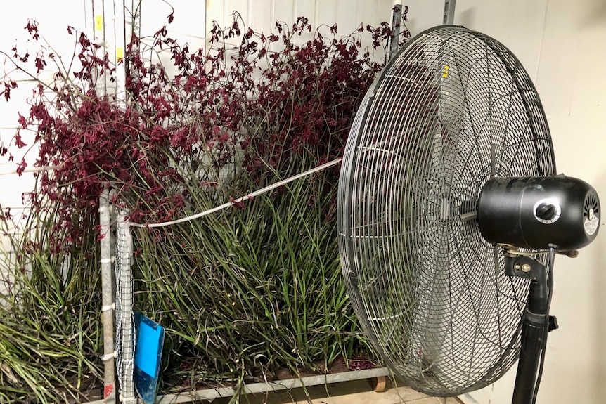 A big fan blowing hot air at harvested kangaroo paw plants standing up in a room.