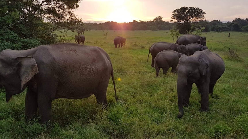 Elephants grazing near farmland in Sri Lanka