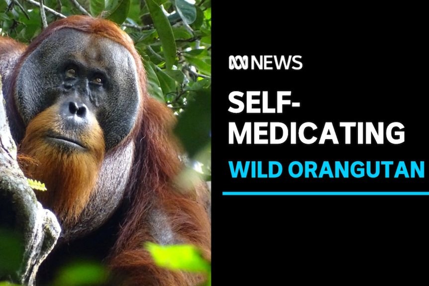 Self-Medicating, Wild Orangutan: An orangutan sits on a branch surrounded by leaves.