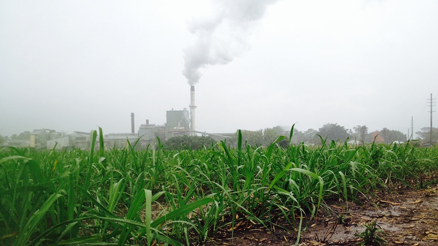 A sugar mill with steam pumping out behind a cane field during the rain.
