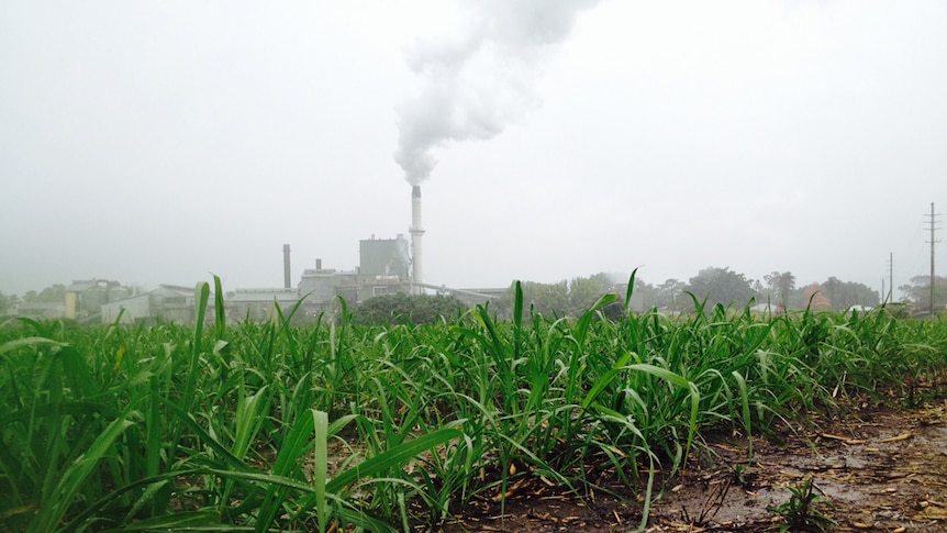 Condong Sugar Mill in the Tweed Valley in northern New South Wales.