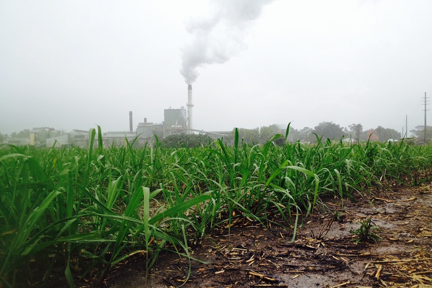 A sugar mill with steam pumping out behind a cane field during the rain.