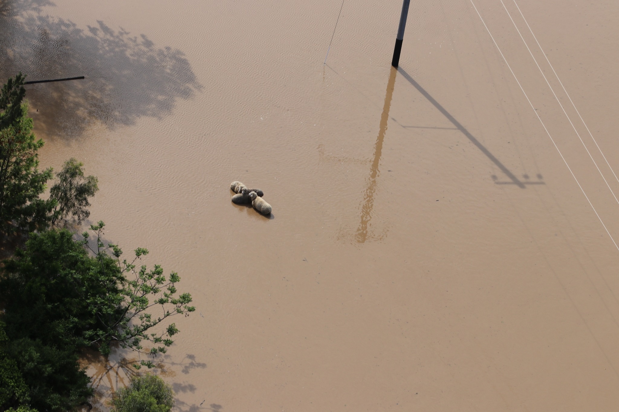 Sheep affected by flystrike, worms, foot abscesses in flooded NSW