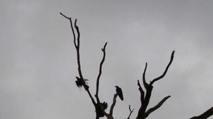 Birds fly around a dead tree