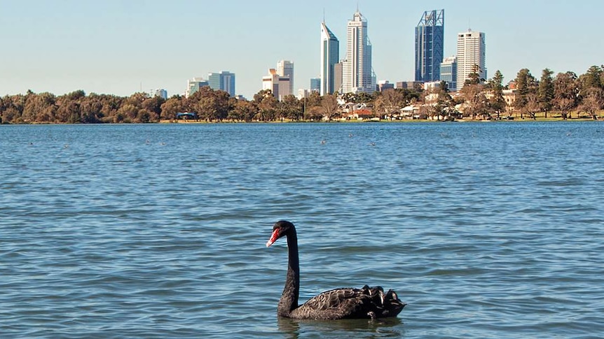 Perth Black swans on the river