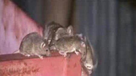 SAFF says mice are in plague numbers in some parts of the state