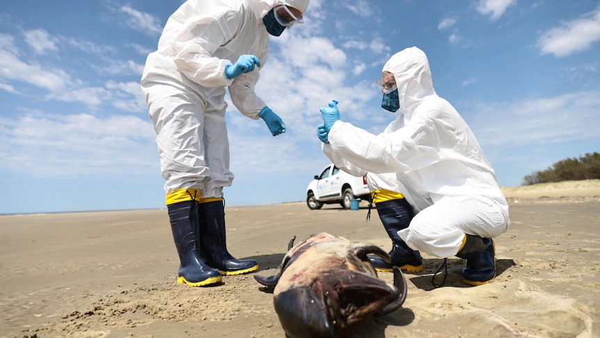 two people in personal protection suits examine a a dead animal on a beach 
