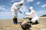 two people in personal protection suits examine a a dead animal on a beach 