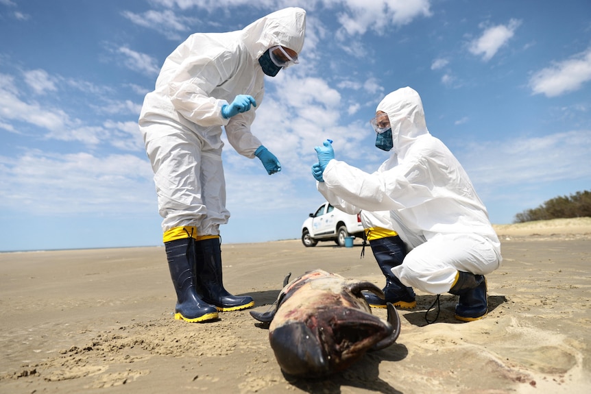 Two scientists in protective gear and boots stand on a beach next to a dead porpoise