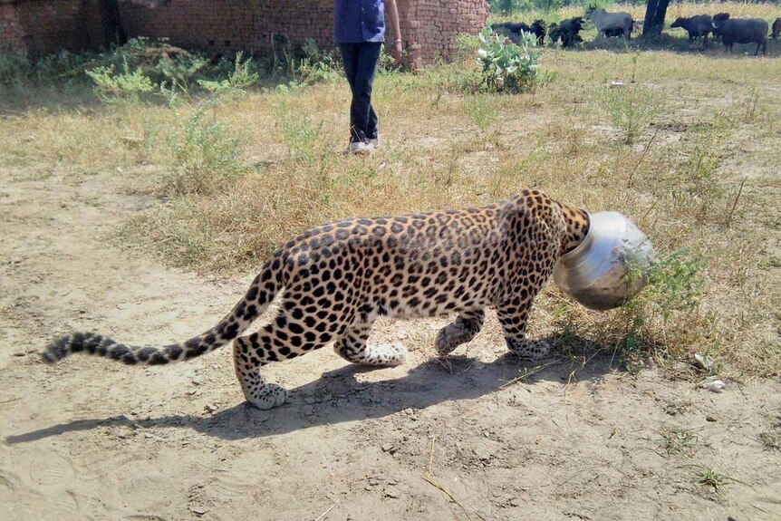 Thirsty leopard comes undone
