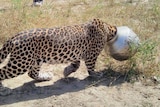 Thirsty leopard comes undone