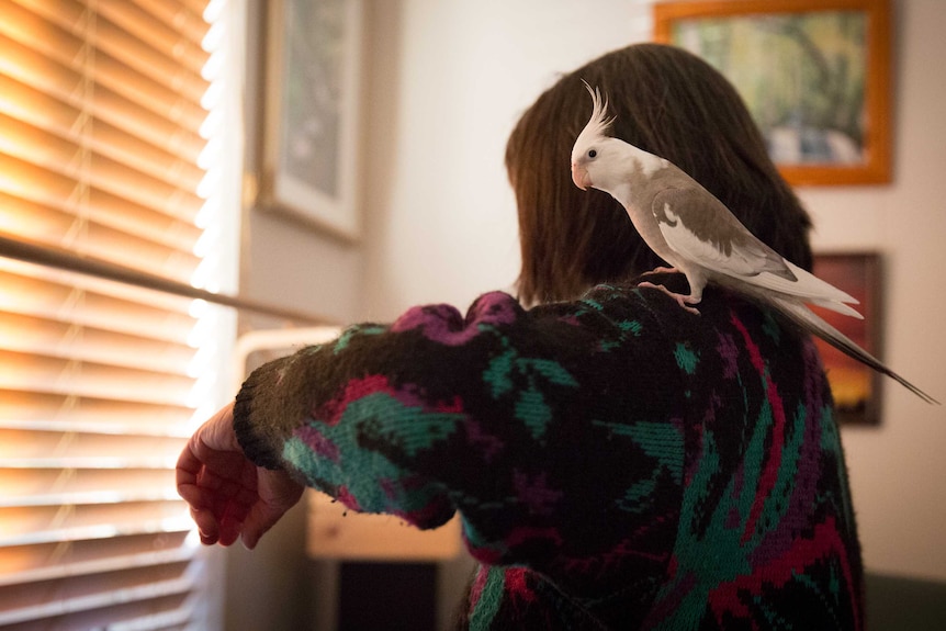 A woman with a bird on her shoulder. The woman's face cannot be seen. She is looking out a window at venetian blinds.