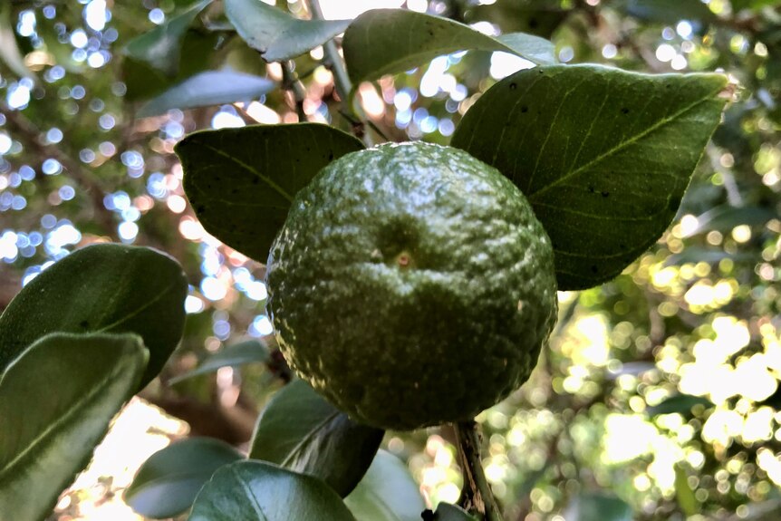 A green lime growing on a tree.