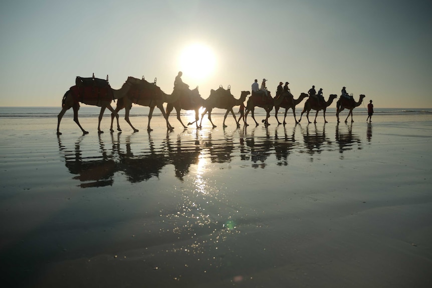 A small group of tourists ride along Cable Beach in a camel train at sunset.