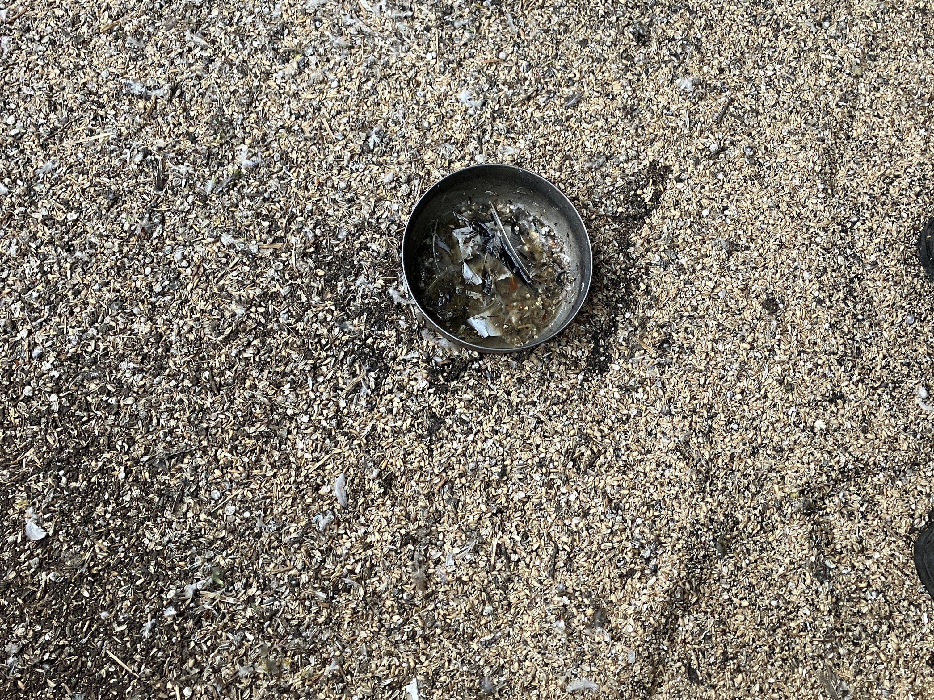 A small black bowl sits on a dirt floor covered in bird poo and holding almost no water.