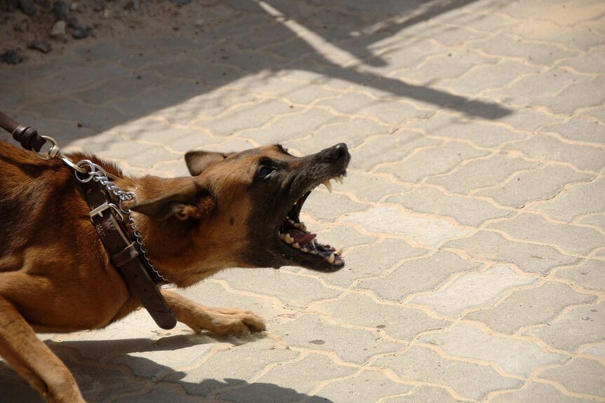 German Shepherd dog on a leash snarling and looking aggressive