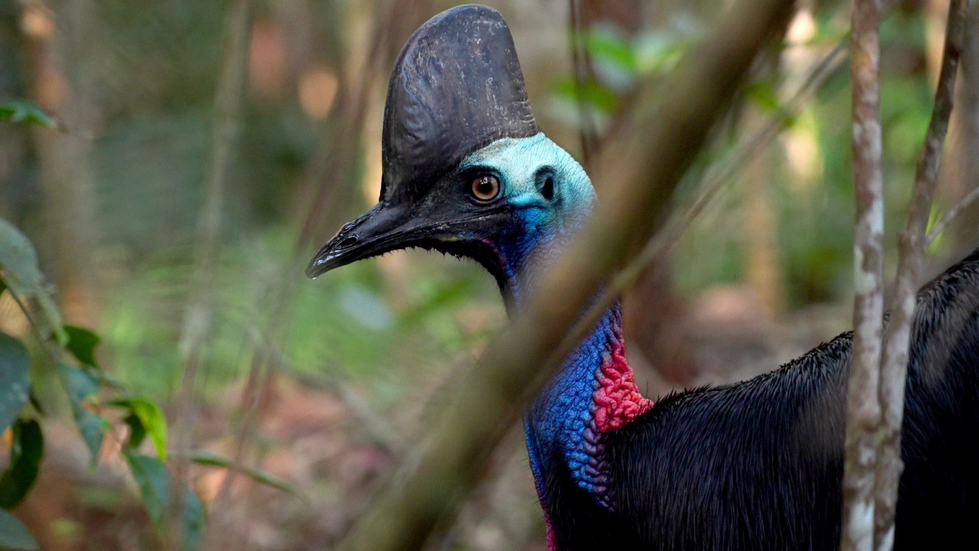 Queensland gears up for a potential bird flu battle