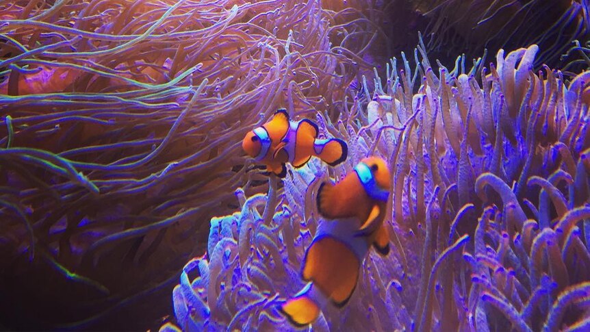 Clown fish among corals