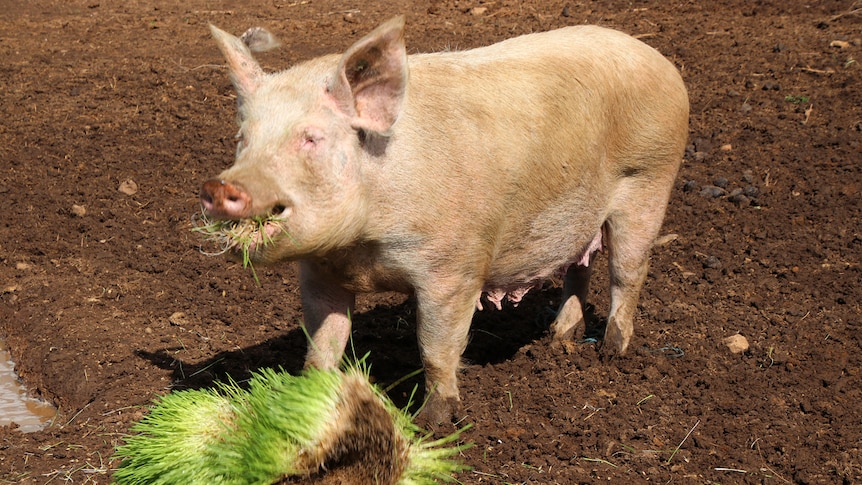 A pig eats grass grown by Alan Smith in his intensive seeding trays.