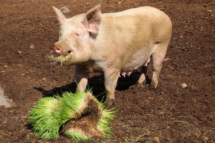 A pig eats grass grown by Alan Smith in his intensive seeding trays.