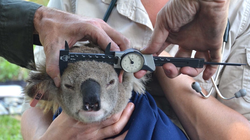 Bill Ellis measures a koala