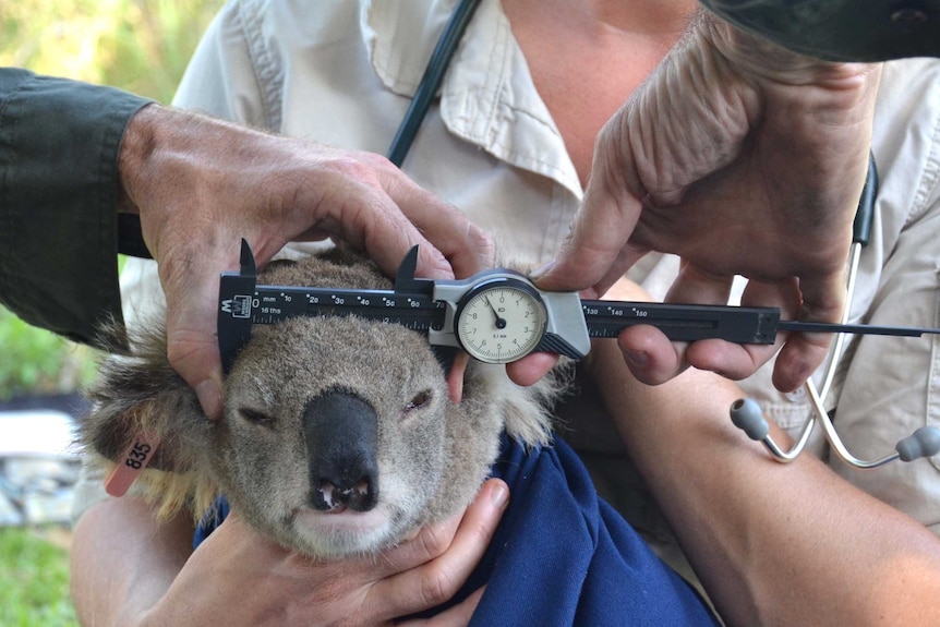 Bill Ellis measures a koala