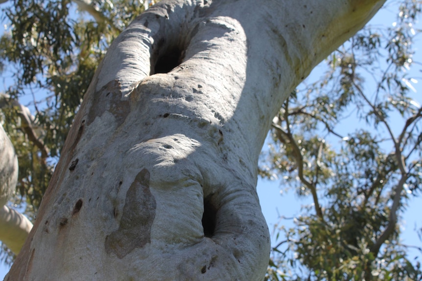 Two small tree hollows shown high above on the trunk of a living gum tree.