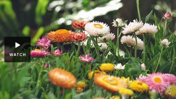 Orange, white and pink everlasting daisies growing in a garden. Has Video.