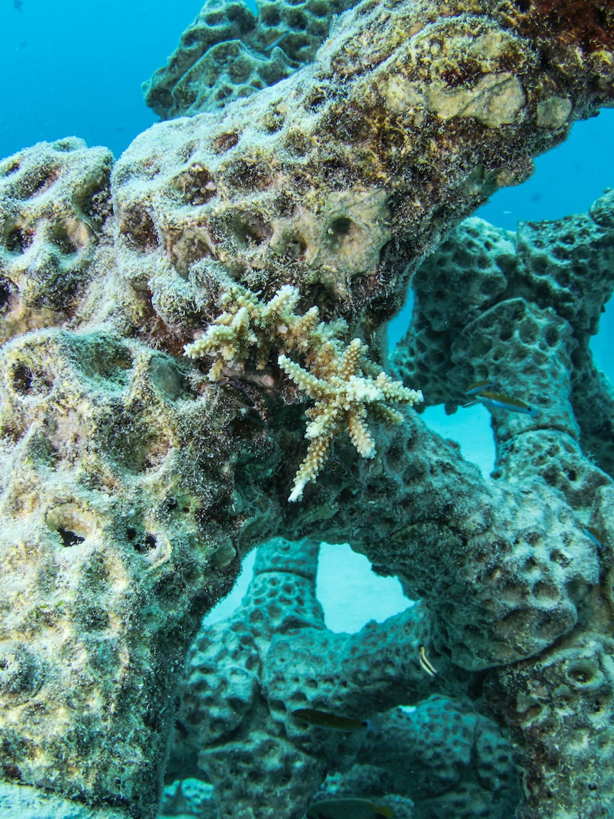Underwater in clear, cerulean waters, you view new small corals growing on an artificial coral-like structure.