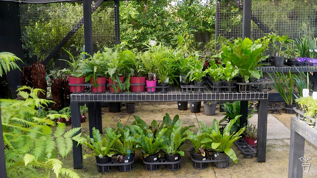 A selection of potted ferns on a nursery table.